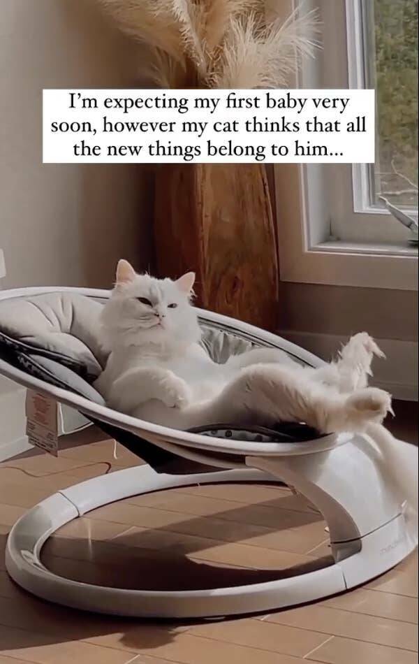 funny pics I'm expecting my first baby very soon, however my cat thinks that all the new things belong to him...
