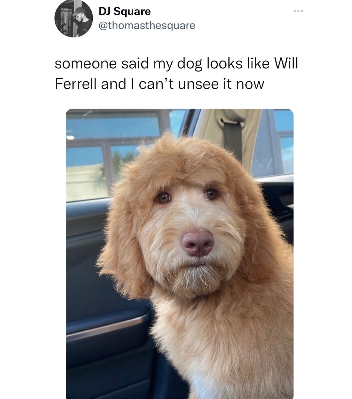 funny pics @thomasthesquare someone said my dog looks like Will Ferrell and I can't unsee it now