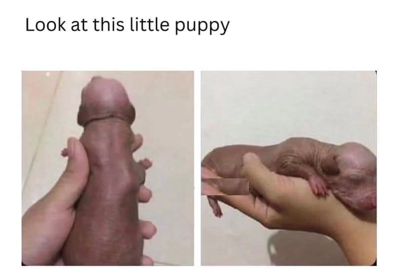 funny pics Look at this little puppy