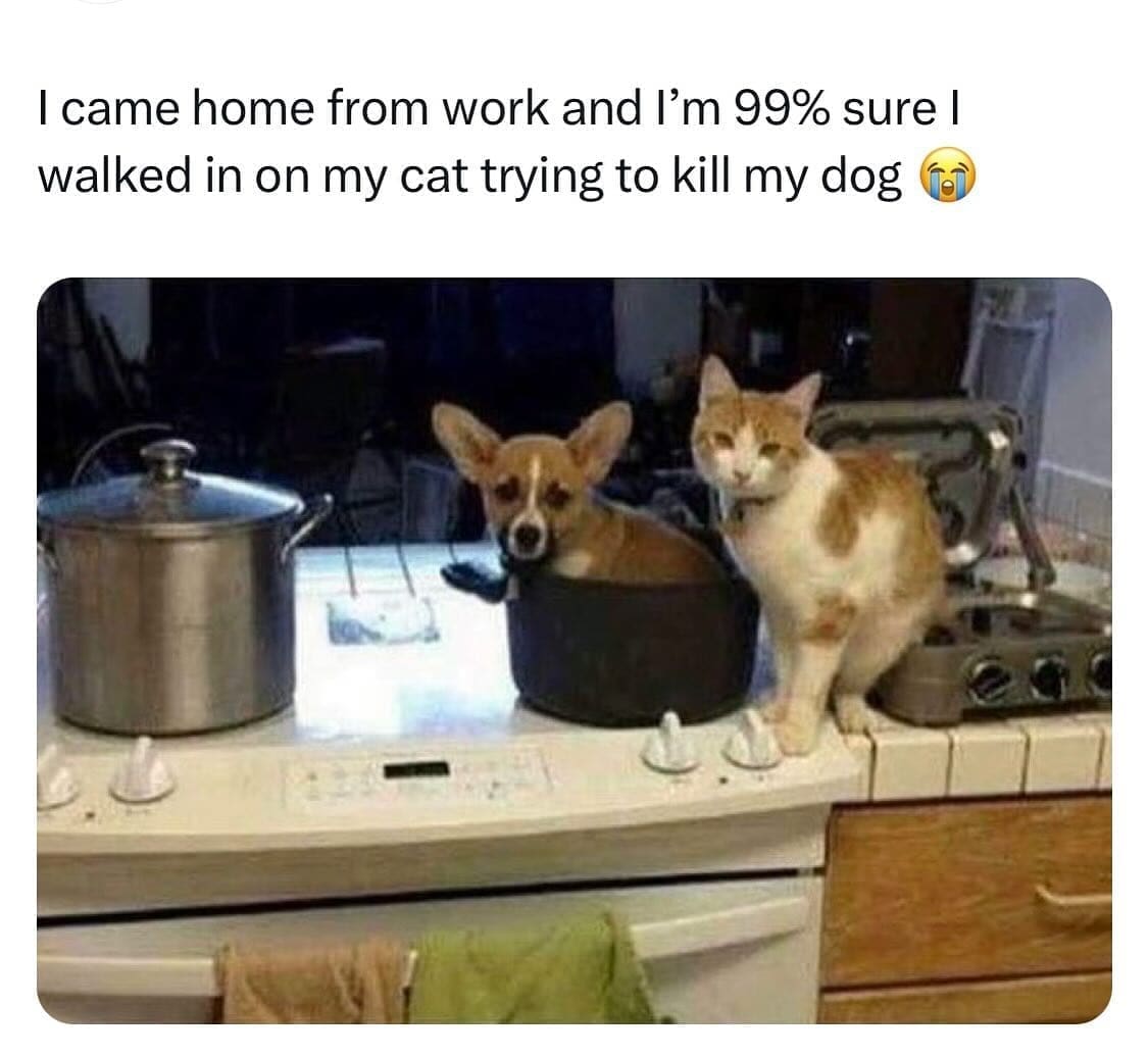 funny pics I came home from work and l'm 99% sure l walked in on my cat trying to kill my dog