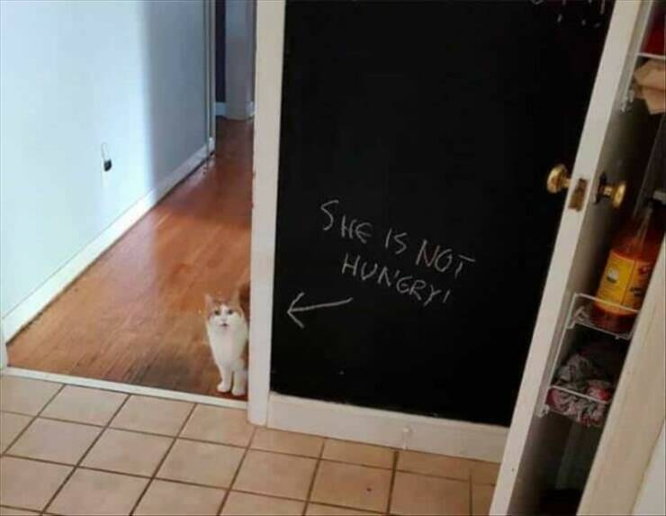 funny pics SHE IS NOT HUNGRY!