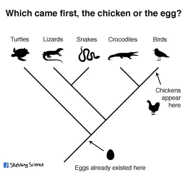 Science memes Which came first, the chicken or the egg? Turtles Lizards Snakes Crocodiles Birds Chickens appear here EF SKetching Science Eggs already existed here