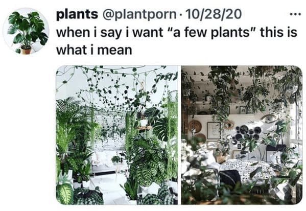 Home decor memes when i say i want "a few plants" this is what i mean