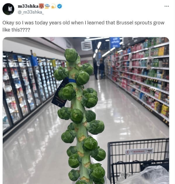 I was today years old Okay so I was today years old when I learned that Brussel sprouts grow like this????