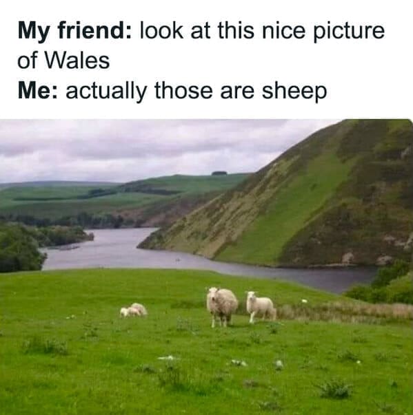 My friend: look at this nice picture of Wales Me: actually those are sheep