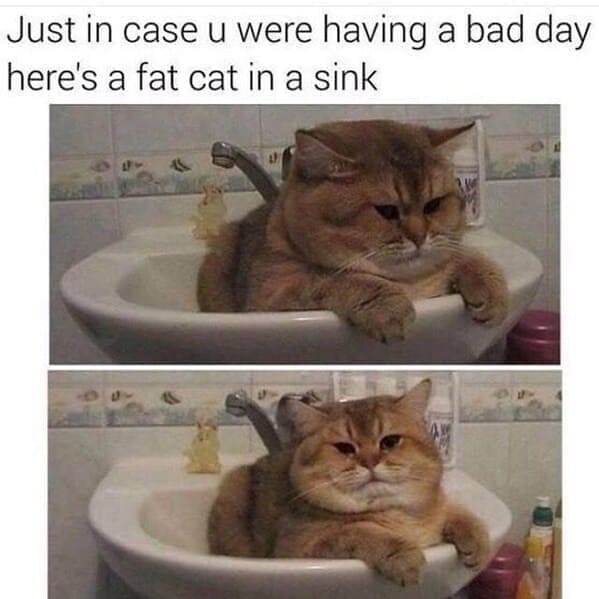Long Distance Relationship Memes Just in case u were having a bad day here's a fat cat in a sink