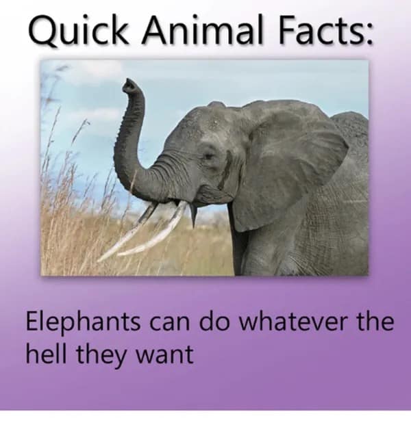 meme dump, hilarious memes