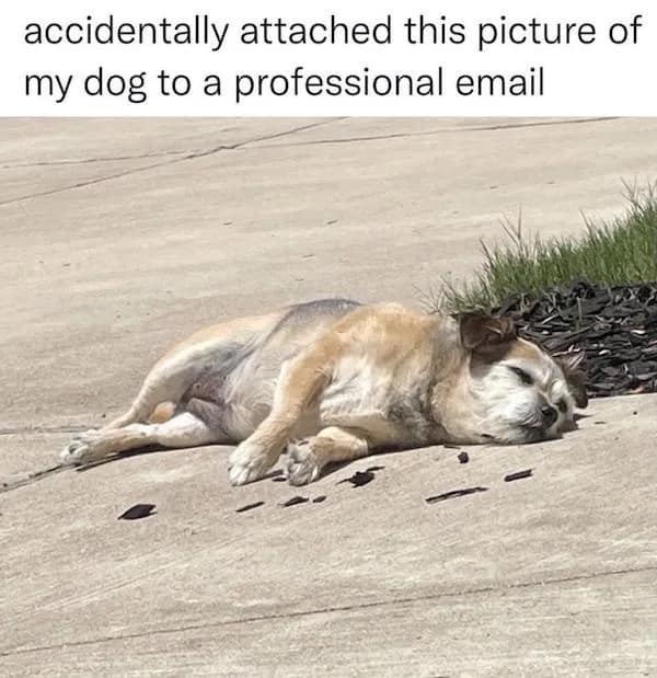 meme dump, hilarious memes