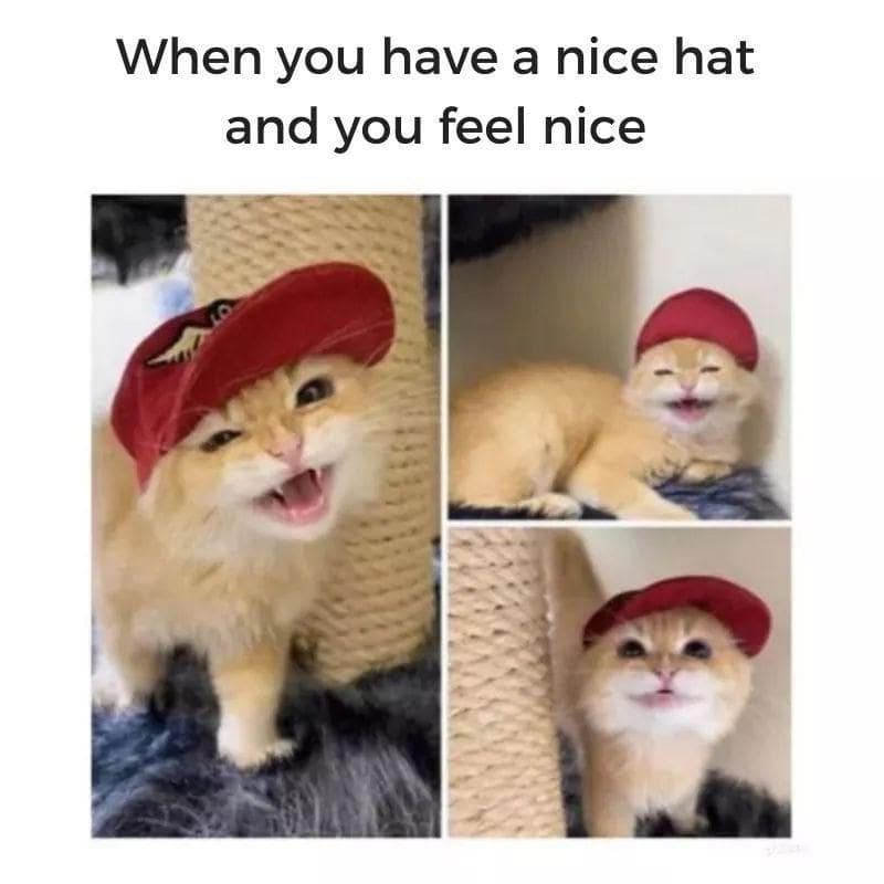 meme dump, hilarious memes