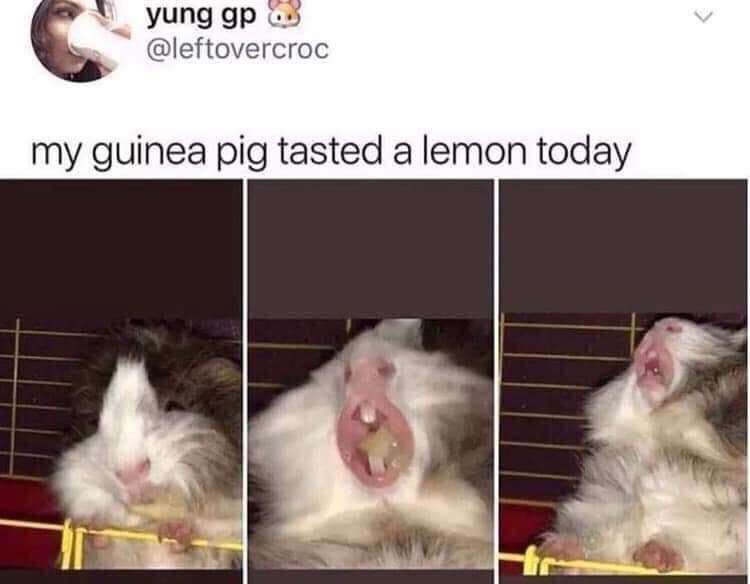 meme dump, hilarious memes