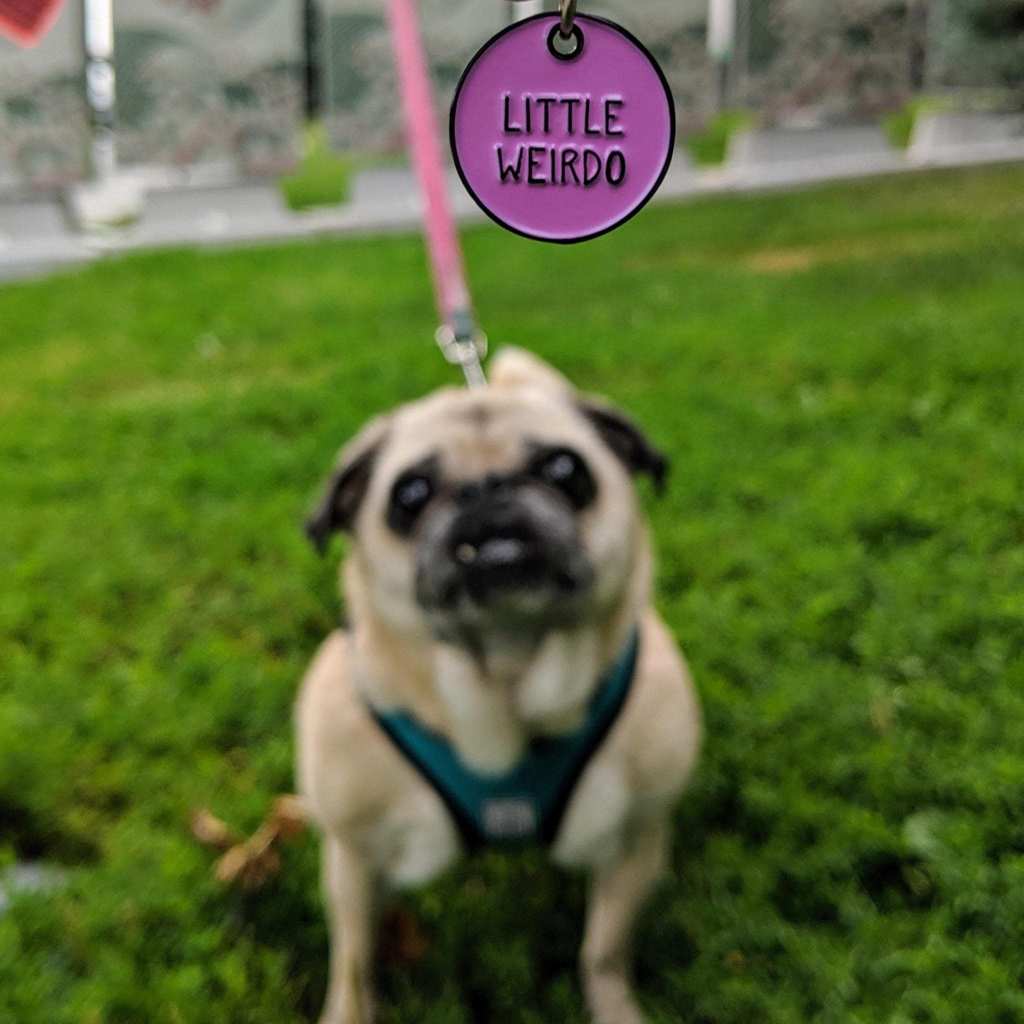 meme dump, hilarious memes