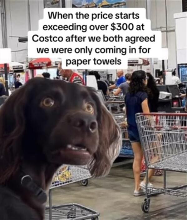 meme dump, hilarious memes