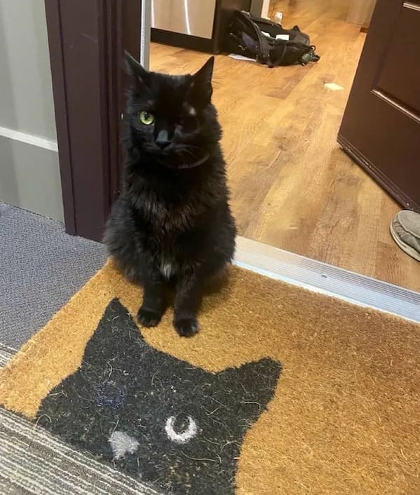 meme dump, hilarious memes