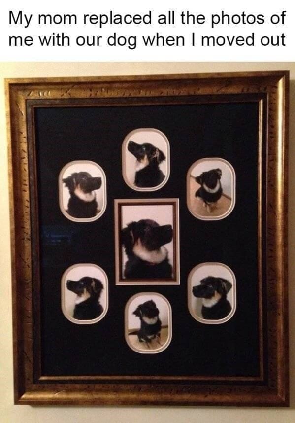 Moms pranking kids My mom replaced all the photos of me with our dog when I moved out
