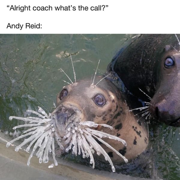 NFL memes, football memes