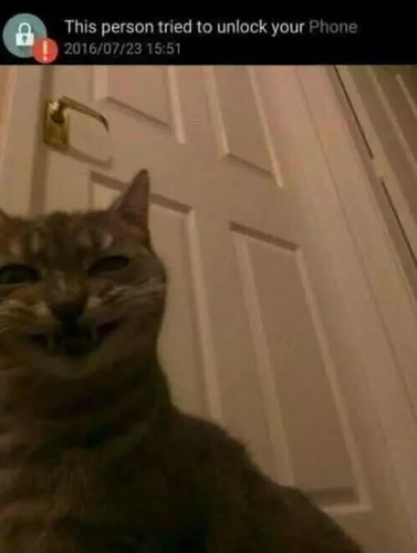 stupid memes, silly memes