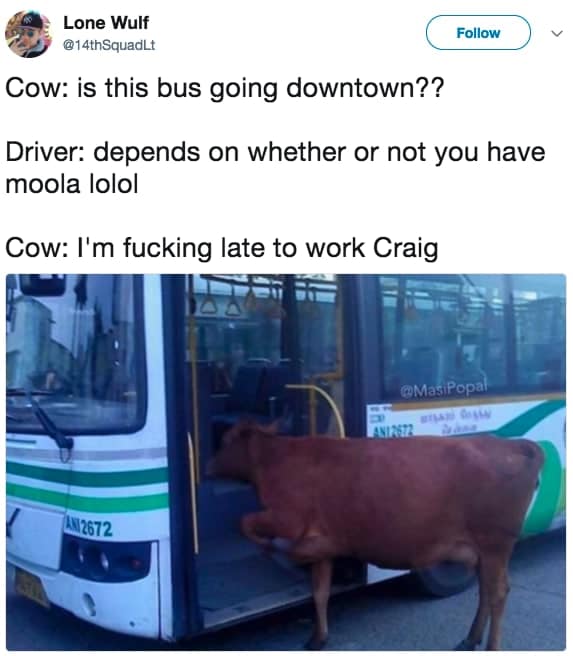 stupid memes, silly memes