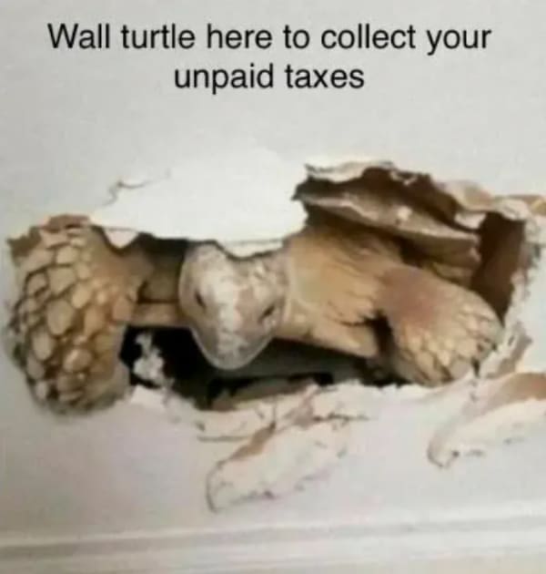Tax memes Wall turtle here to collect your unpaid taxes