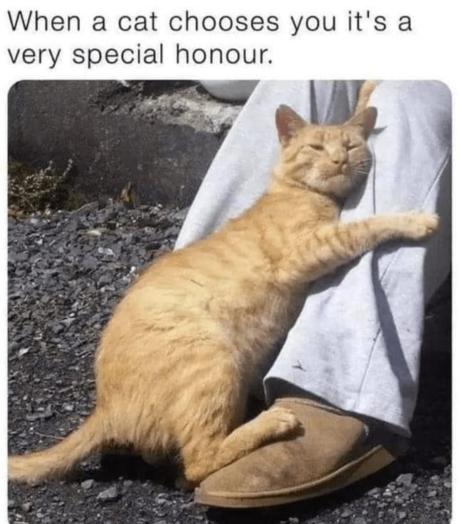 wholesome memes, heartwarming tales