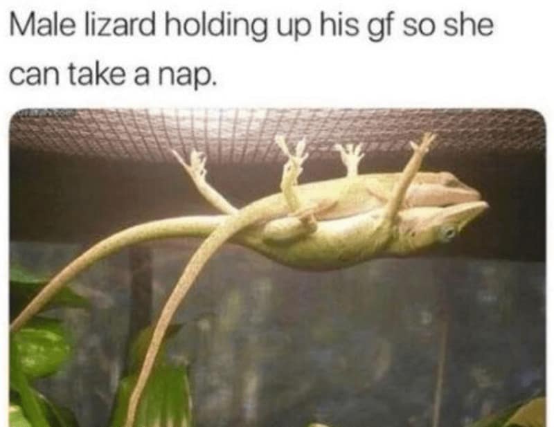 doggy memes, pup humor, canine comedy