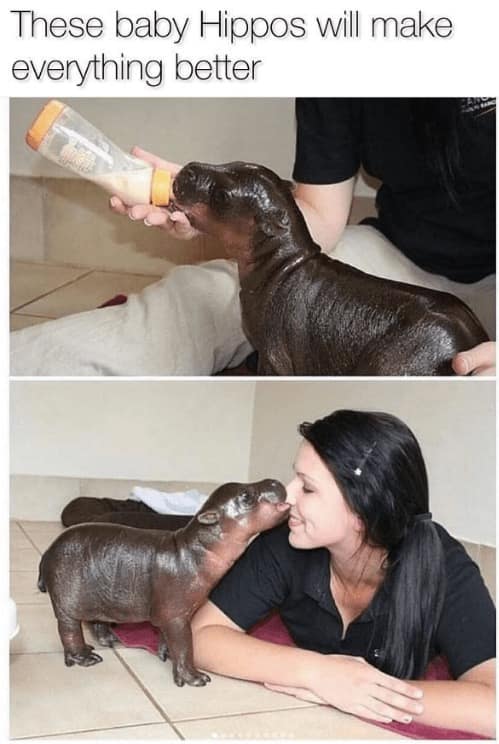 doggy memes, pup humor, canine comedy