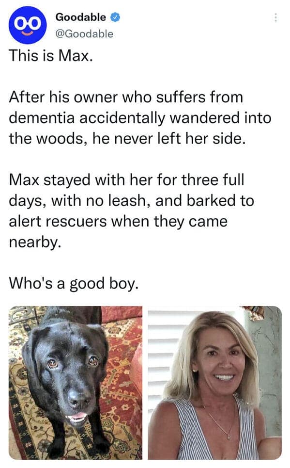 doggy memes, pup humor, canine comedy