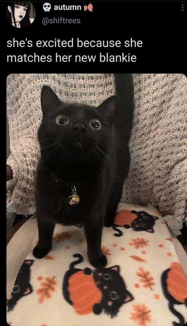 doggy memes, pup humor, canine comedy