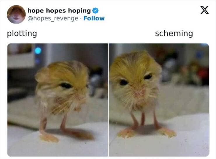 animal memes, funny animal pics, creature comedy, critter memes, wildlife humor