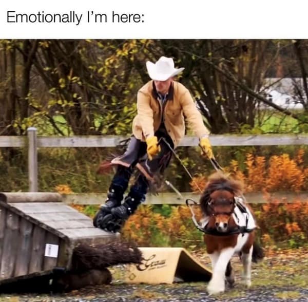 animal memes, funny animal jokes, pet humor, wildlife memes, creature comedy, furry funnies, zoological humor