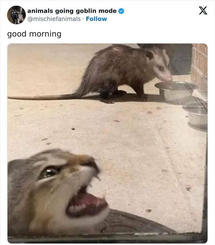 animal memes, funny animal pics, creature comedy, critter memes, wildlife humor