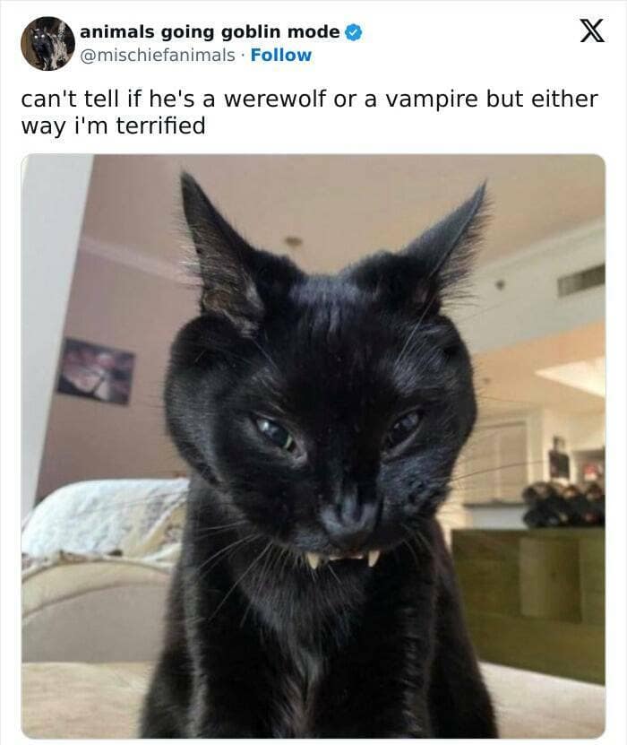 animal memes, funny animal pics, creature comedy, critter memes, wildlife humor