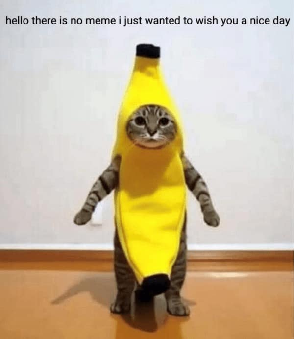 animal memes, funny animal jokes, pet humor, wildlife memes, creature comedy, furry funnies, zoological humor