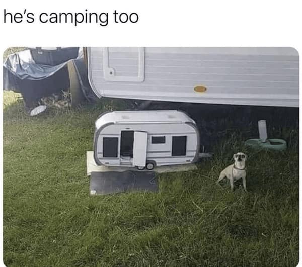 animal memes, funny animal jokes, pet humor, wildlife memes, creature comedy, furry funnies, zoological humor