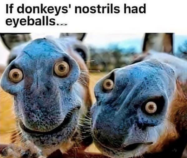 animal memes, funny animal jokes, pet humor, wildlife memes, creature comedy, furry funnies, zoological humor