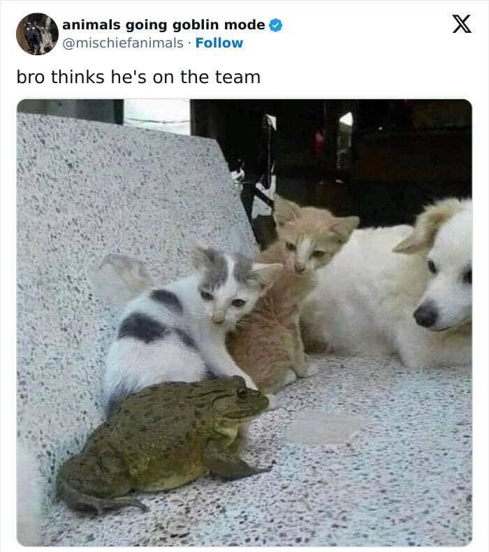 animal memes, funny animal pics, creature comedy, critter memes, wildlife humor