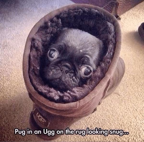 animal memes, funny animal jokes, pet humor, wildlife memes, creature comedy, furry funnies, zoological humor