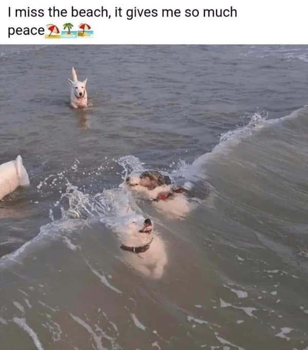 animal memes, funny animal jokes, pet humor, wildlife memes, creature comedy, furry funnies, zoological humor