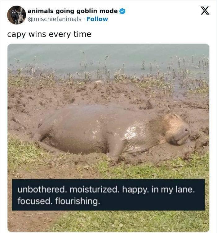 animal memes, funny animal pics, creature comedy, critter memes, wildlife humor