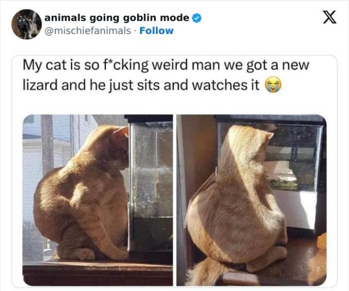 animal memes, funny animal pics, creature comedy, critter memes, wildlife humor