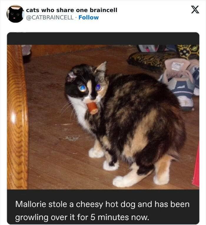 animal memes, funny animal pics, creature comedy, critter memes, wildlife humor