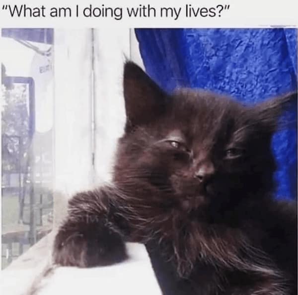 animal memes, funny animal jokes, pet humor, wildlife memes, creature comedy, furry funnies, zoological humor