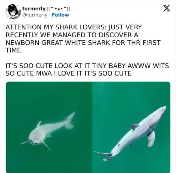 animal memes, funny animal pics, creature comedy, critter memes, wildlife humor