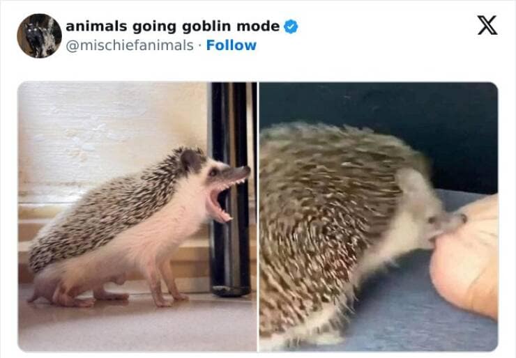 animal memes, funny animal pics, creature comedy, critter memes, wildlife humor