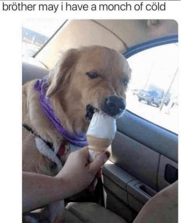 animal memes, funny animal jokes, pet humor, wildlife memes, creature comedy, furry funnies, zoological humor