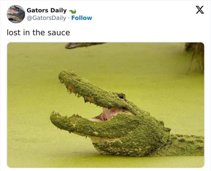 animal memes, funny animal pics, creature comedy, critter memes, wildlife humor