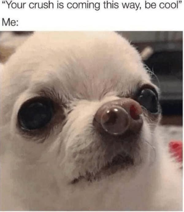 animal memes, funny animal jokes, pet humor, wildlife memes, creature comedy, furry funnies, zoological humor