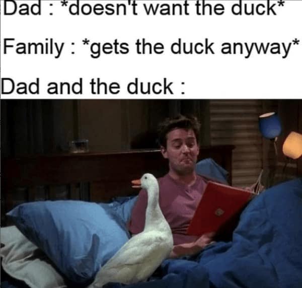 animal memes, funny animal jokes, pet humor, wildlife memes, creature comedy, furry funnies, zoological humor