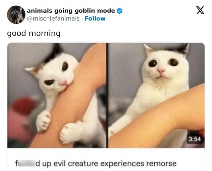 animal memes, funny animal pics, creature comedy, critter memes, wildlife humor