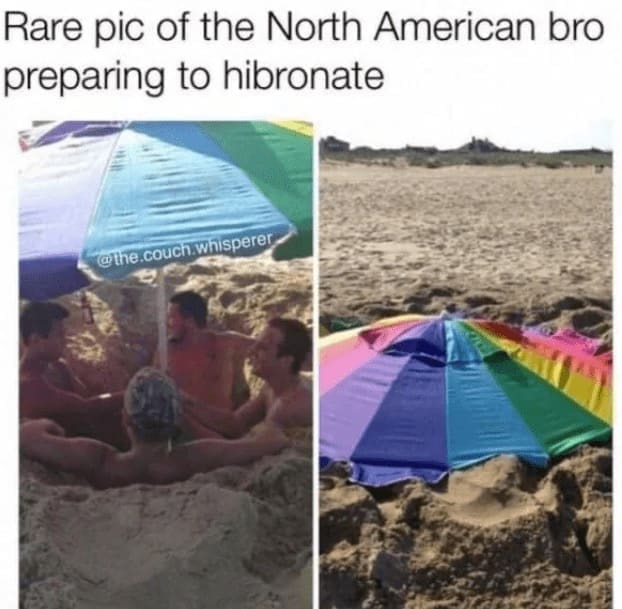 Beach Memes Rare pic of the North American bro preparing to hibronate