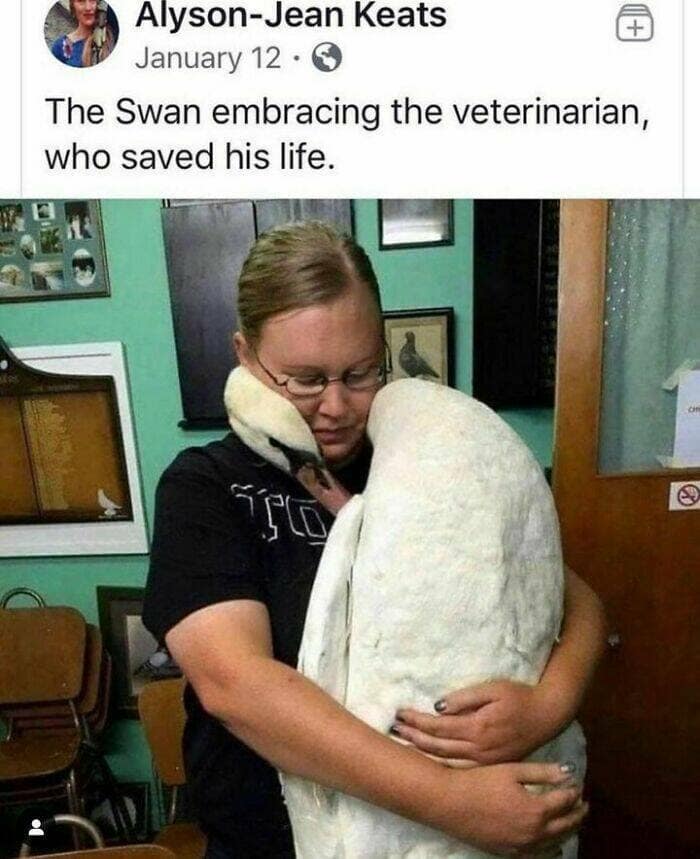 bird memes, birdwatcher memes, birb memes, bird jokes, avian humor, feathered memes, ornithological humor, bird-themed jokes